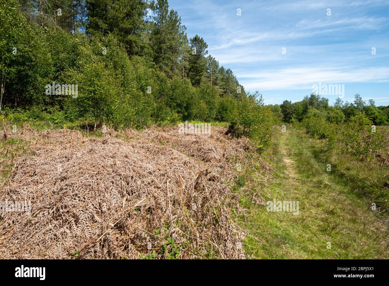 Blick auf eine Waldtour mit Bracken in Bentley Wood an der Grenze zu Hampshire Wiltshire, Großbritannien, einem SSSI, der für seine Wildtiere bekannt ist Stockfoto