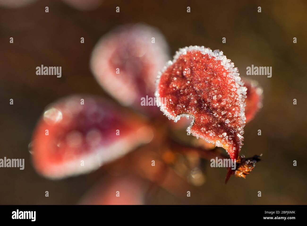 Jack Frost auf roten Blättern im Winter Stockfoto