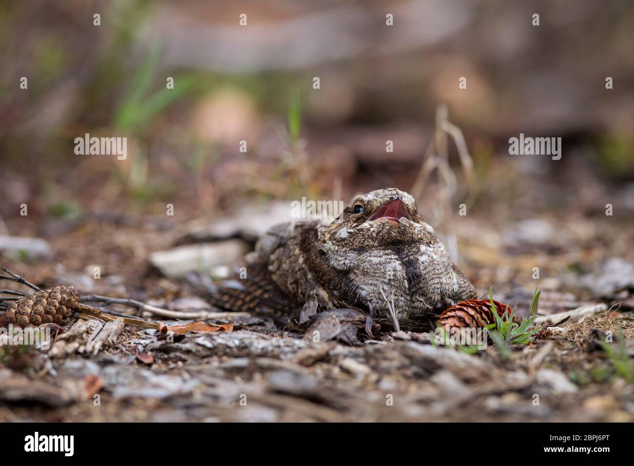 Ziegenmelker, Caprimulgus europaeus, europäischer Nachtschwalbe Stockfoto