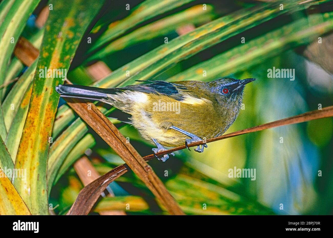 Männlich Neuseeland Bellbird, (Anthornis melanura,) onTiritiri Matangi Island, Hauraki Gulf, North Island, Neuseeland. Stockfoto