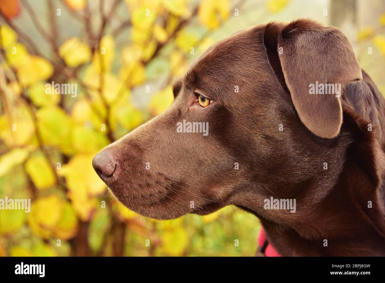 Schokoladenrauner Labrador Retriever Hundehorträt im Profil Show Linie Stockfoto