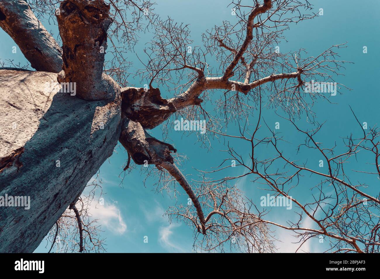 Big Tree Adansonia madagascariensis Baobab, Ambre, Madagaskar Wildnis Stockfoto