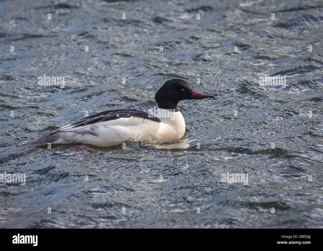 Ein männlicher Schwanenhals (Mergus merganser), der an einem windigen Tag auf rauem Wasser entlang bbert. Stockfoto