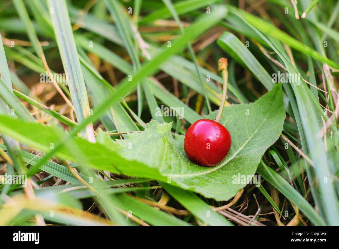 Rote Kirschenbeere liegt auf einem Blatt im Gras Stockfoto