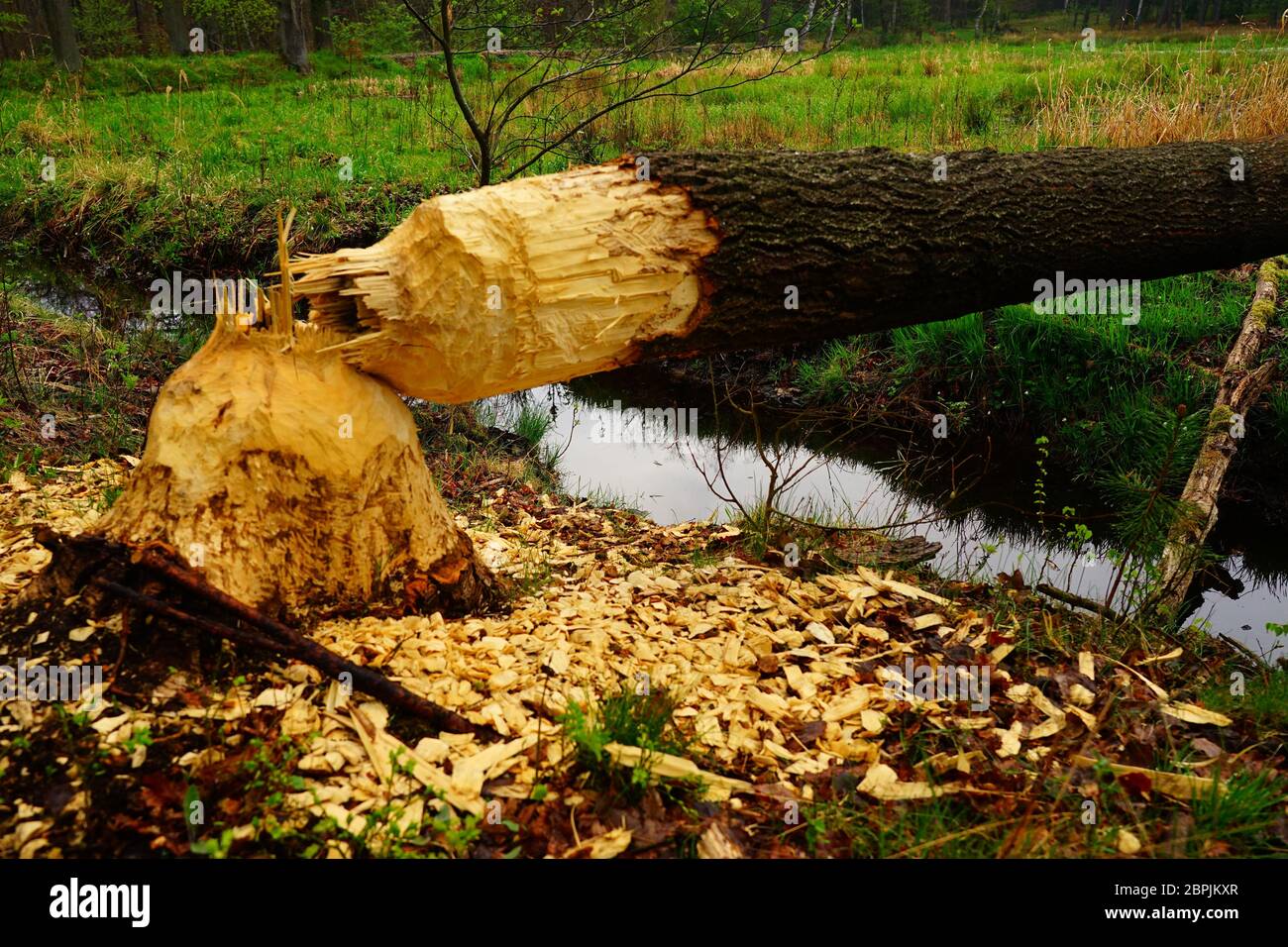 Gebrochener Baum in einem Wald in Oberschlesien Stockfoto