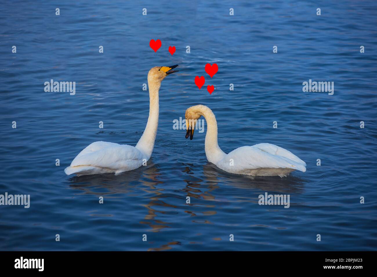 Zwei schöne weiße Keuchhusten Schwäne schwimmen im nonfreezing Winter Lake. Zwei verliebten Schwäne, zu lieben oder Valentinstag Konzept Stockfoto