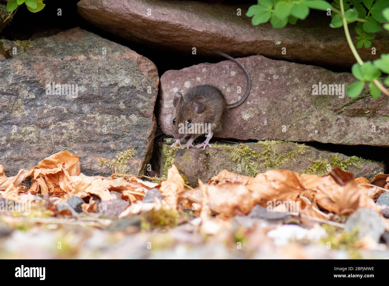 Wood Mouse - Apodemus sylvaticus - Klettern aus dem Garten Trockensteinwand Versteck - Schottland, Großbritannien Stockfoto