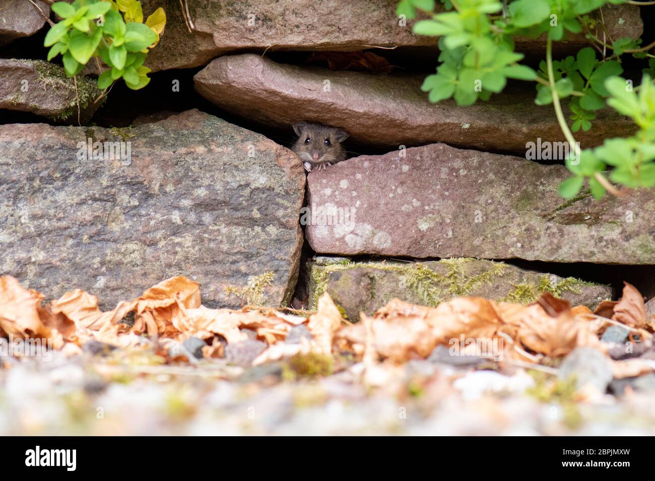 Wood Mouse - Apodemus sylvaticus - spähend aus trockener Steinwand im britischen Garten Stockfoto