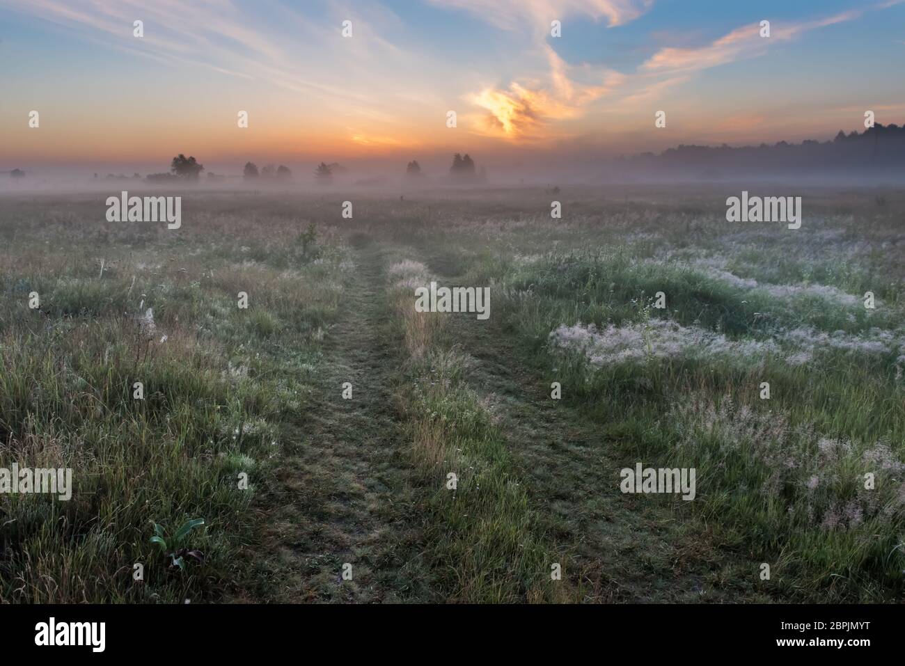 Sommer sonnenaufgang Feld der blühenden grünen Wiese, Blumen Stockfoto