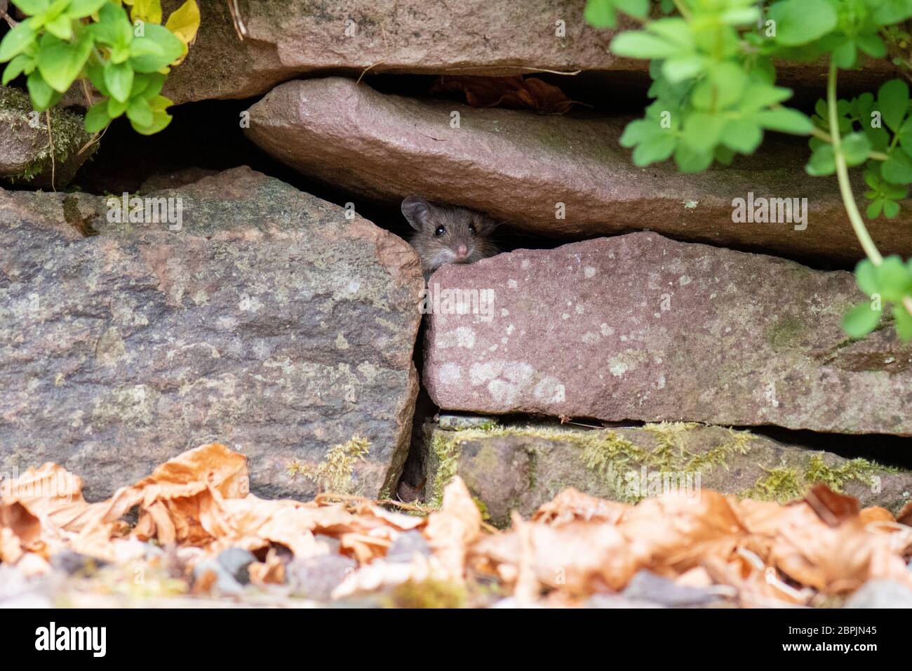 Wood Mouse - Apodemus sylvaticus - spähend aus trockener Steinwand im britischen Garten Stockfoto