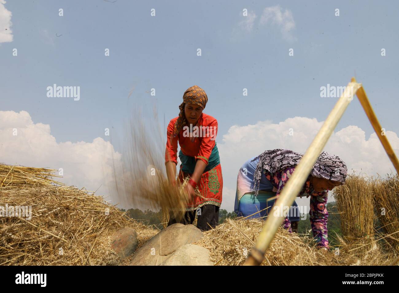 Lalitpur, Nepal. Mai 2020. Ein nepalesischer Bauer, der Weizen manuell auf harte Gegenstände trifft, trennt Weizenkorn, seinen Stiel auf dem Feld während der landesweiten Lockdown, die zur Bekämpfung der Verbreitung des neuartigen Coronavirus (COVID-19) in Lalitpur, Nepal, im Mai 18, 2020 auferlegt wurde. (Foto von Subash Shrestha/Pacific Press/Sipa USA) Quelle: SIPA USA/Alamy Live News Stockfoto
