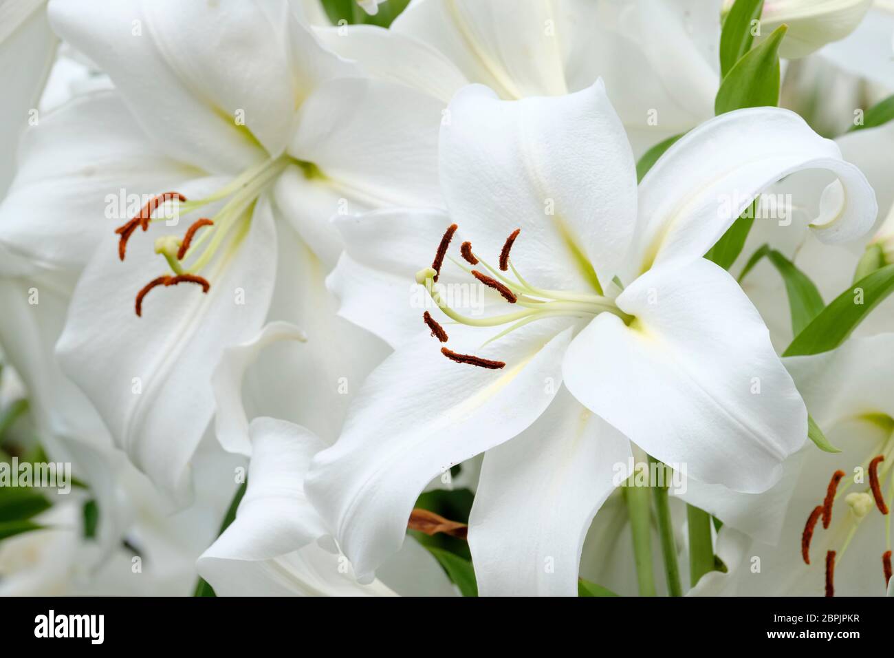 Duftende Lilie, Lilie 'Gizmo' longiflorum-orientalische Hybride Lilie, longiflorum Orientalische Lilie 'Gizmo Stockfoto
