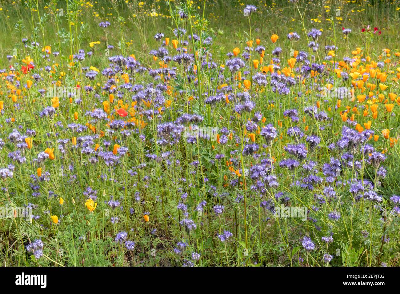 Nahaufnahme von Wildblumen, die an einer Grenze am Rande eines Parks in England blühen. Phacelia Grüner Dünger Stockfoto