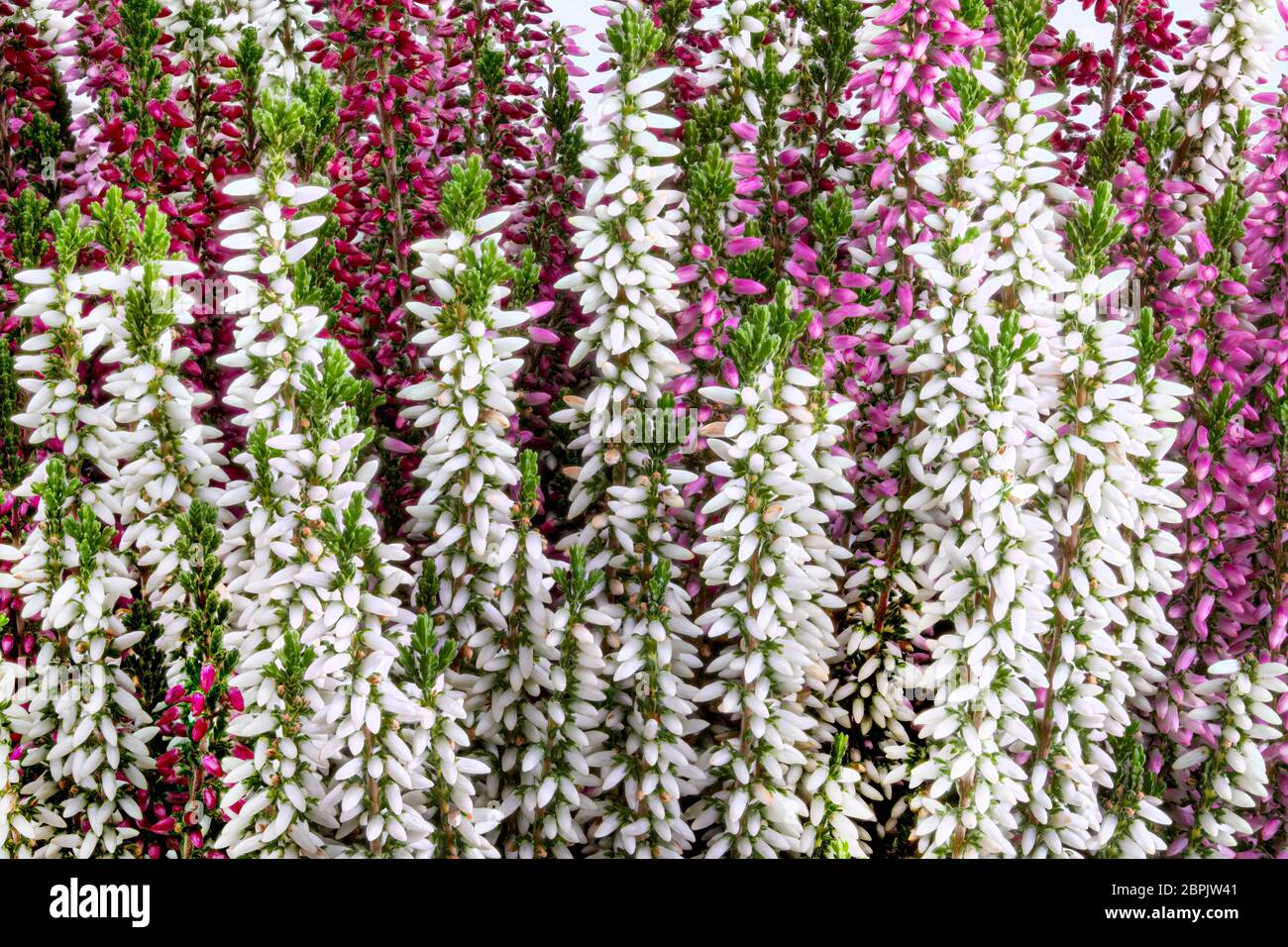 Hintergrund von frischen calluna Blumen (Heidekraut) Stockfoto