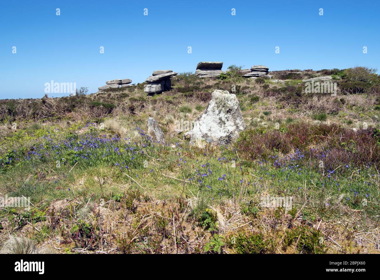 Bluebells bei Sperris Quoit, Ancient Burial Chamber oder 'Dolmen', Cornwall UK Stockfoto