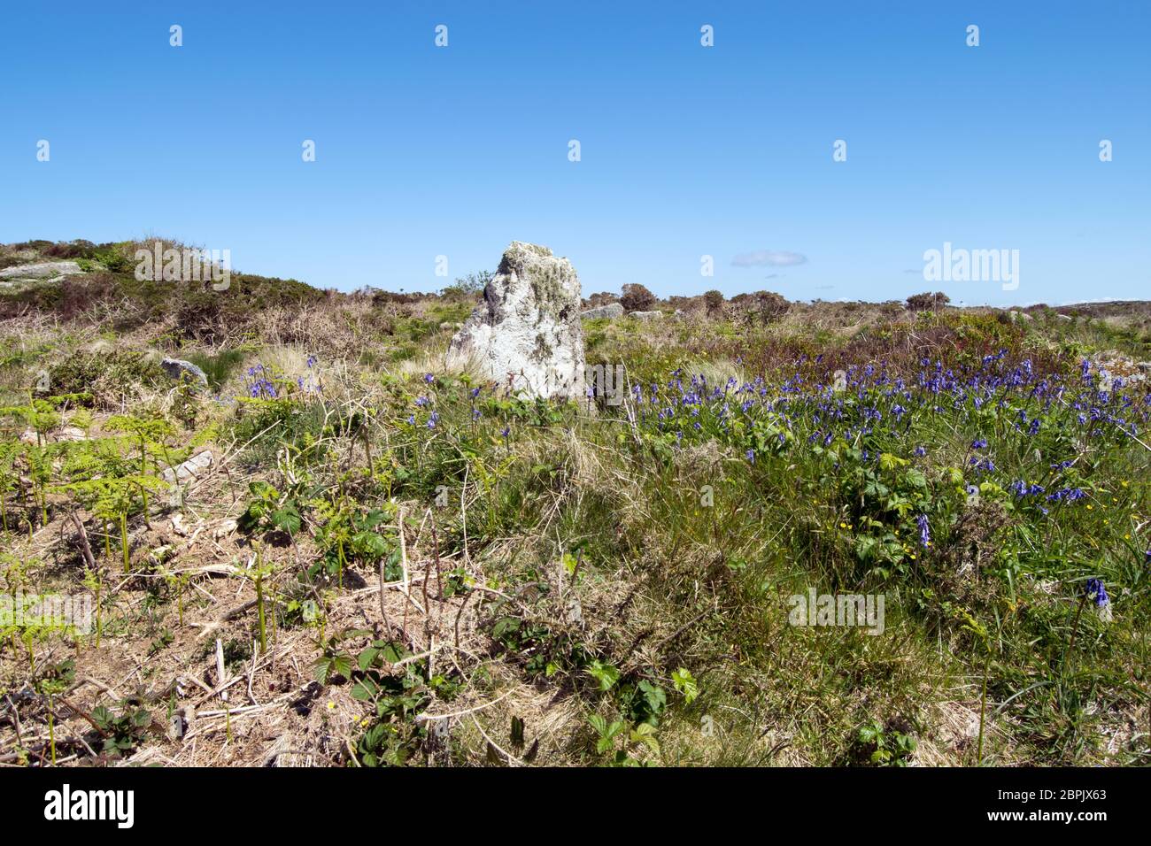 Bluebells bei Sperris Quoit, Ancient Burial Chamber oder 'Dolmen', Cornwall UK Stockfoto
