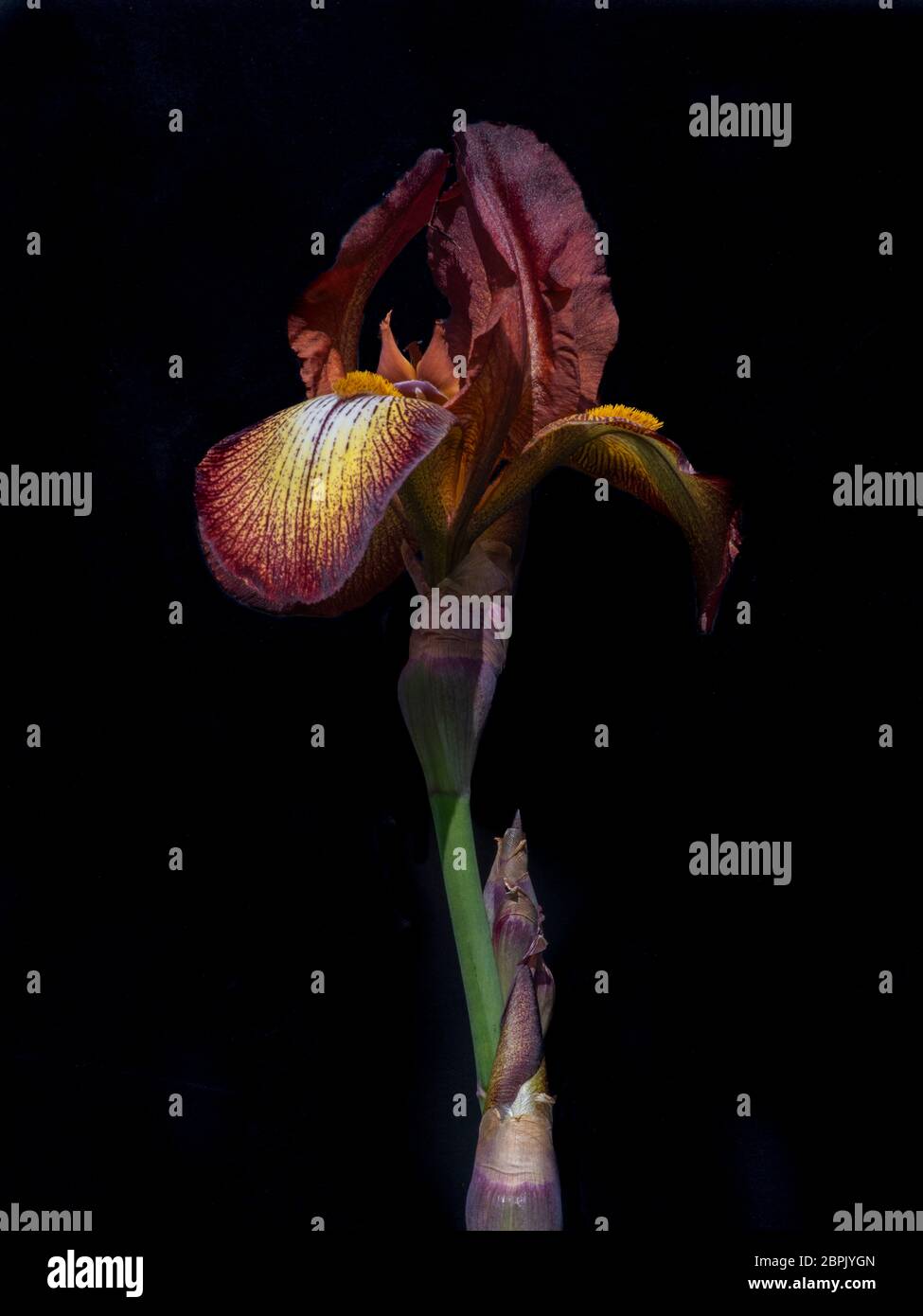 Eine einzige bronzefarbene bärtige Iris Blume vor schwarzem Hintergrund. Stockfoto