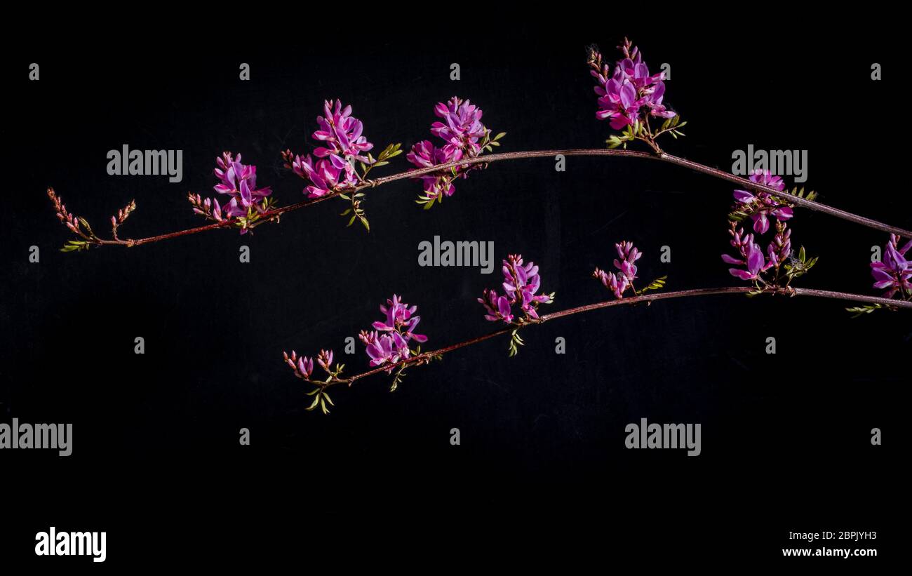 Blüten und Sprießblätter der Himalaya Indigo Pflanze (Indigofera gerardiana) vor schwarzem Hintergrund. Stockfoto