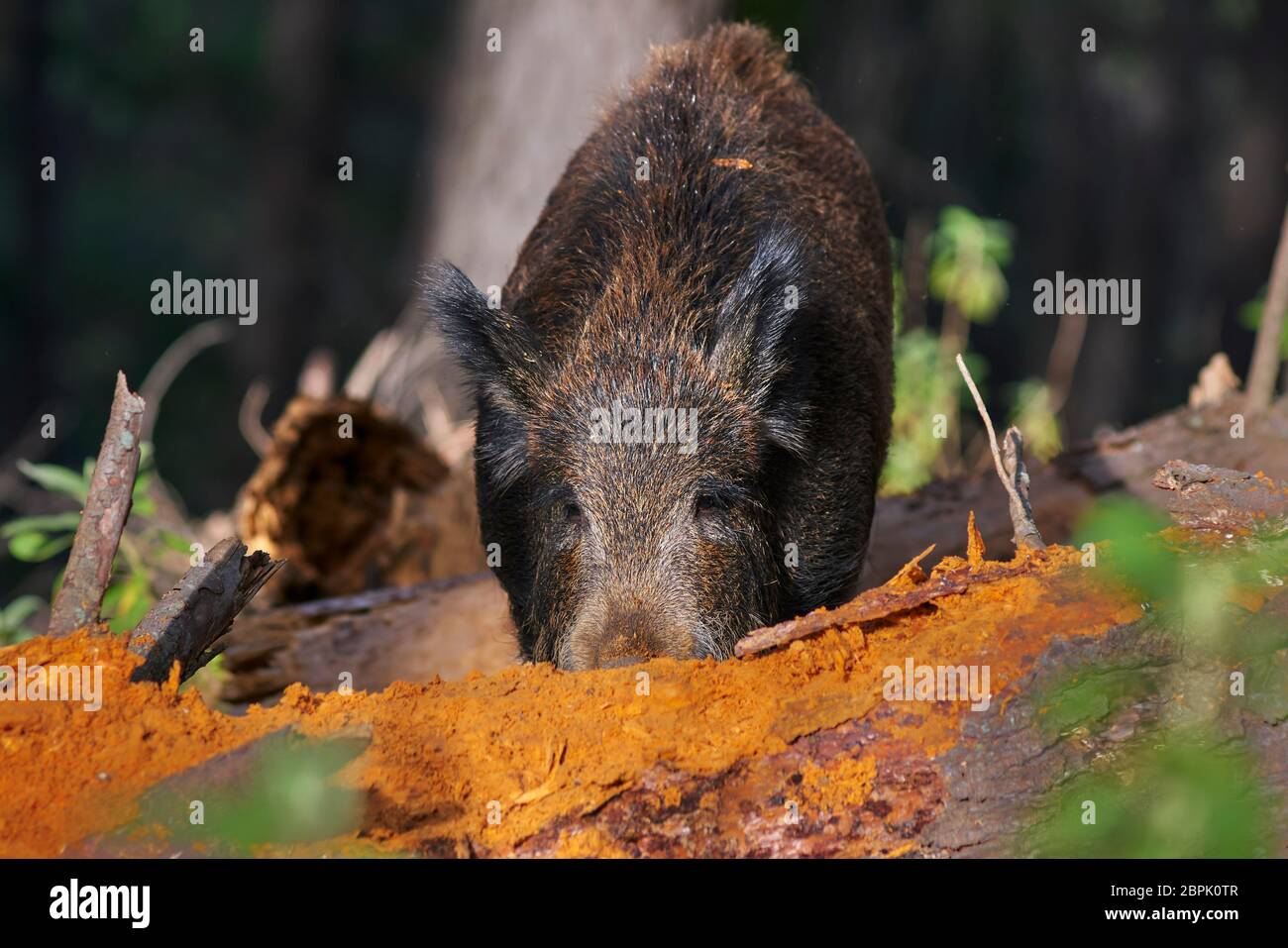 Wild boar eating -Fotos und -Bildmaterial in hoher Auflösung – Alamy