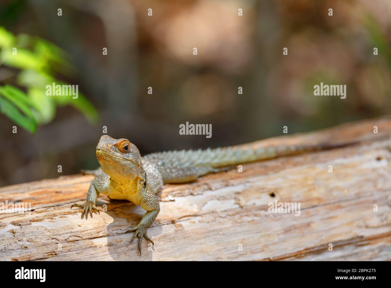 Oplurus cuvieri, bekannt als der collared iguanid Lizard oder Madagassischen collared Iguana. Ankarafantsika Nationalpark, Madagascar Wildlife und Wüste Stockfoto