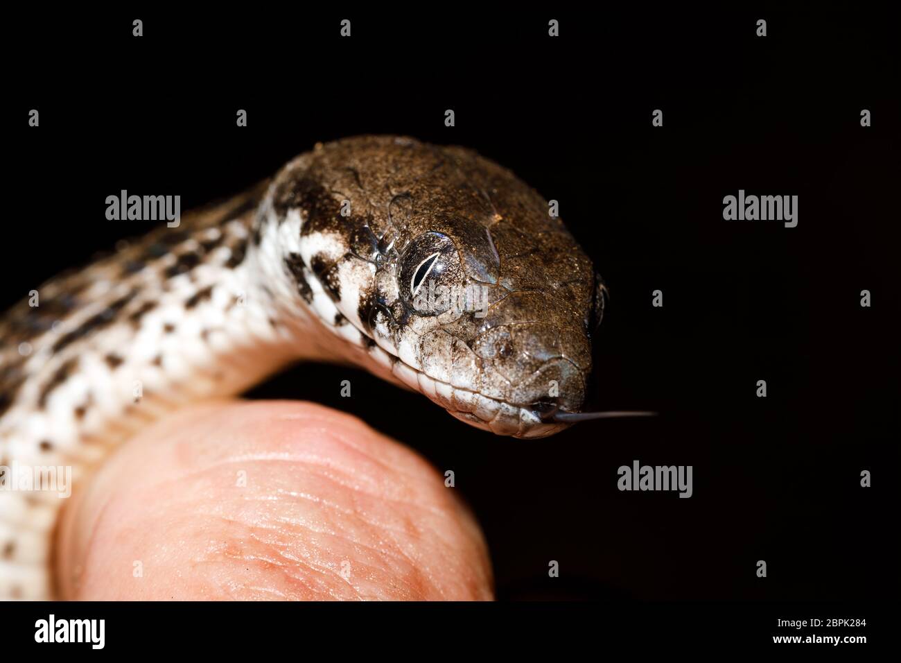 Madagassischen Cat-eyed Schlange in der Hand, Madagascarophis colubrinus, Ankarafantsika Nationalpark, Madagascar Wildlife, Afrika Stockfoto