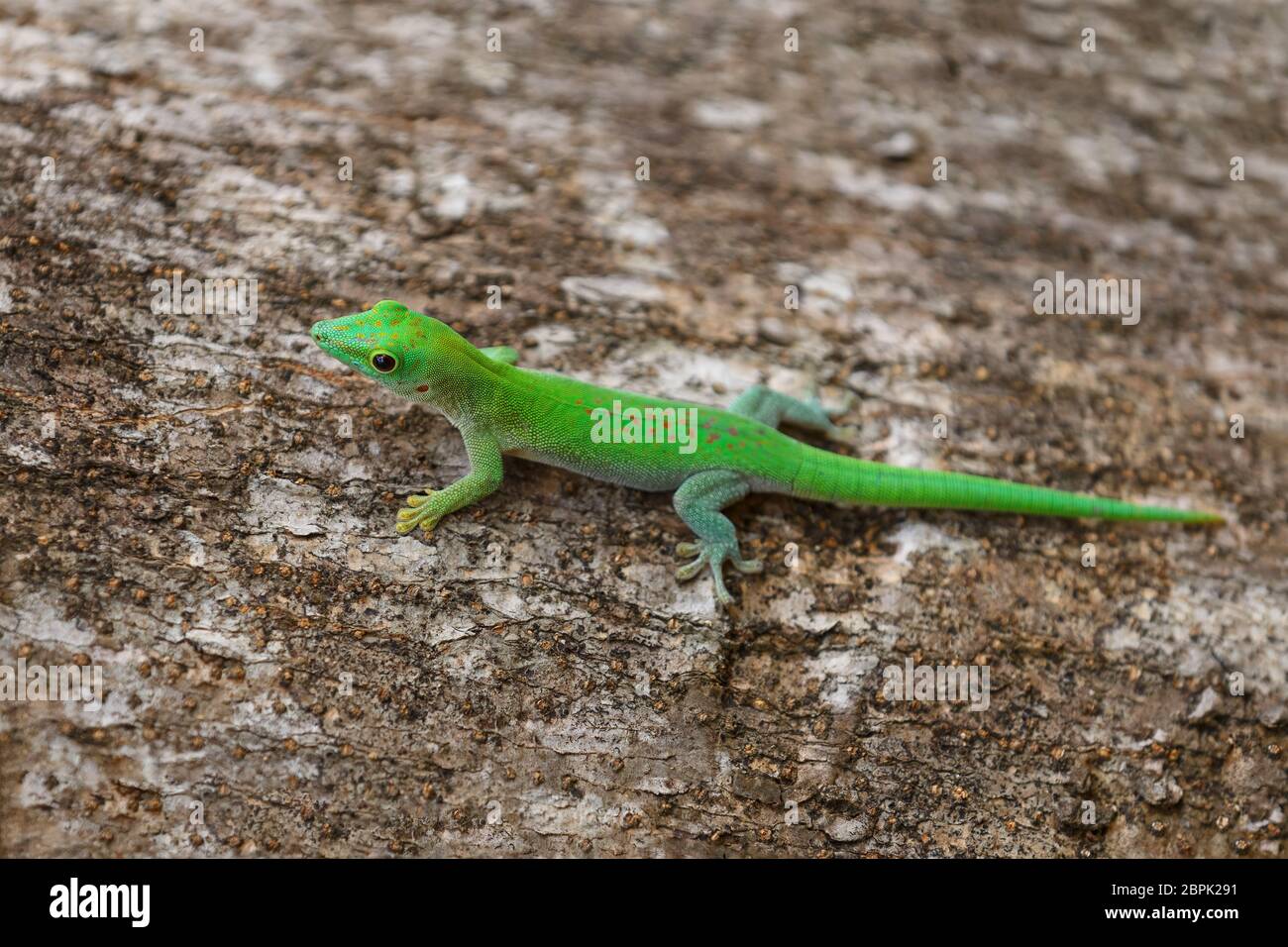 Tag Geckos Phelsuma, Phelsuma madagascariensis, in ihren natürlichen Lebensraum. Farankaraina Tropical Park, Coahuila, Madagascar Wildlife und wilder Stockfoto