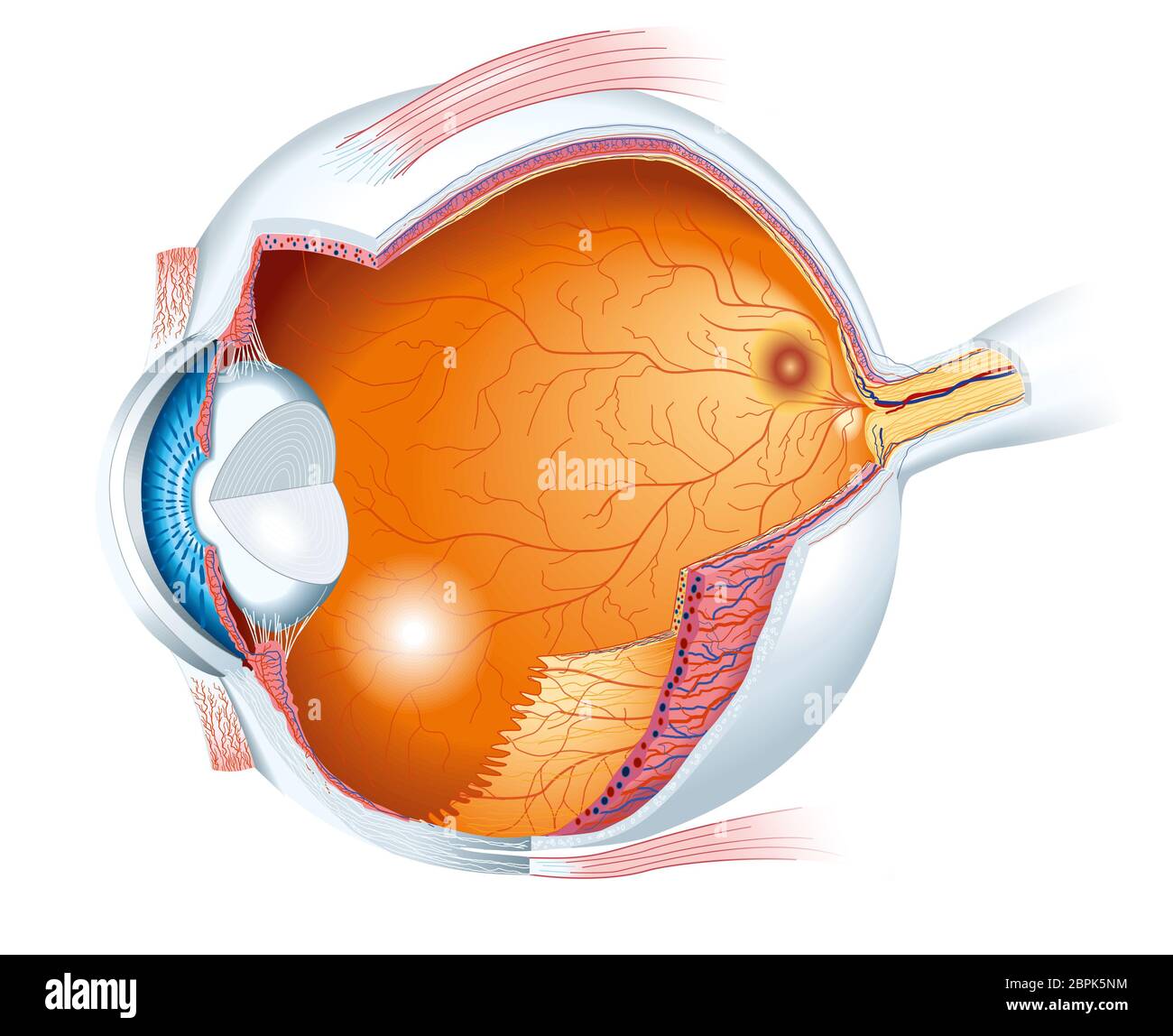 Auge anatomie Ausgeschnittene Stockfotos und -bilder - Alamy