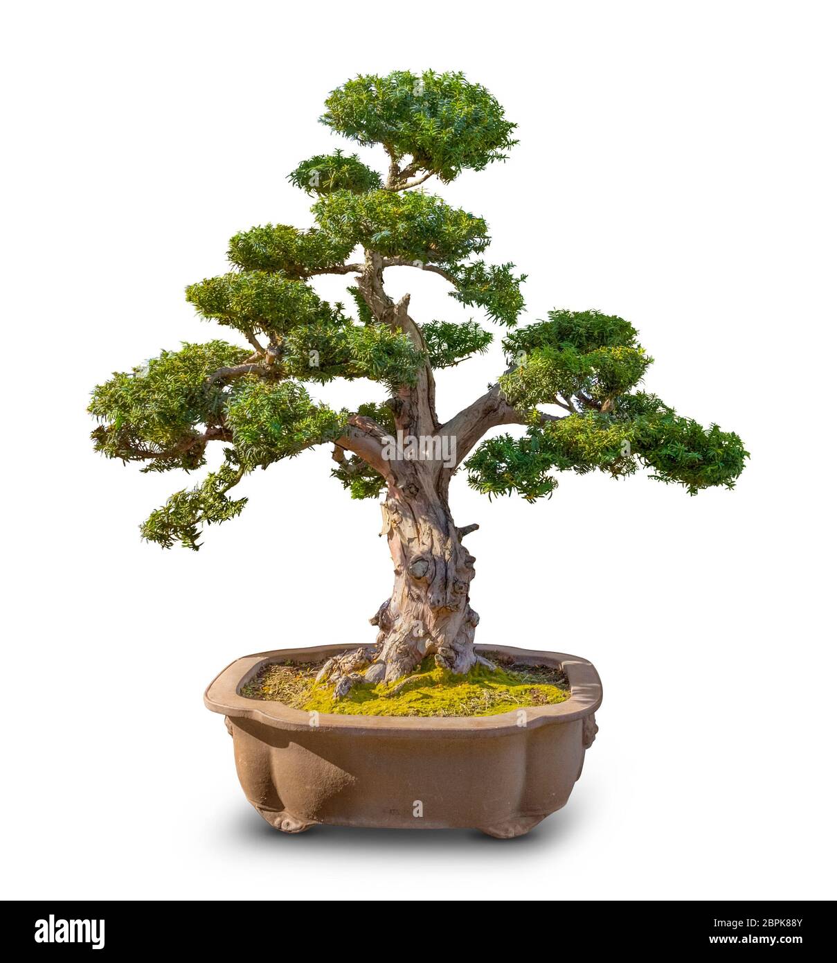 Tanne bonsai Ausgeschnittene Stockfotos und  bilder   Alamy