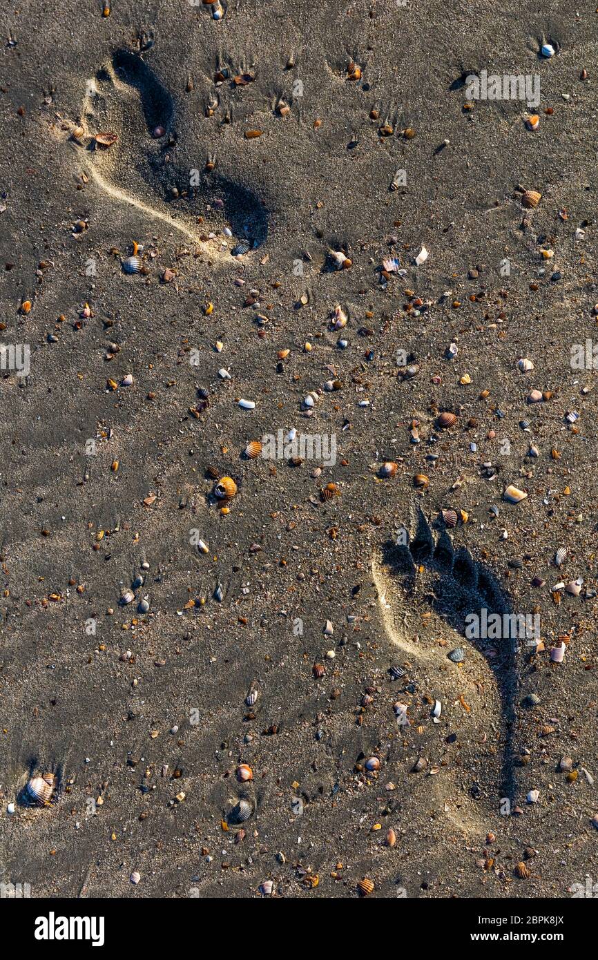 Fußabdrücke im nassen Sand mit Muscheln Stockfoto