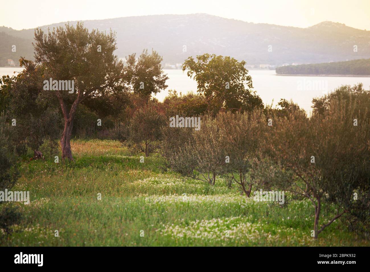 Mediterrane Oliven Feld. Olivenbaum in Orchard, Olivenernte Stockfoto