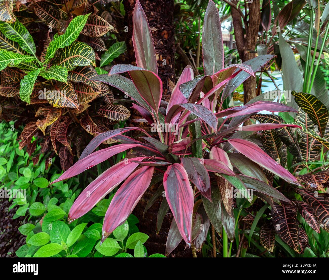 Tropische Zierpflanze cordyline Purple Prince, cordyline fruticosa mit rosa Klingenblättern, im Bali Indonesia Regenwald Stockfoto