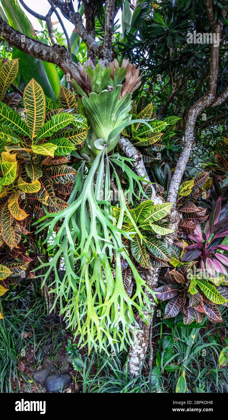 Bunte Croton, bunte Lorbeer und vertikal hängende grüne Staghorn Farnblätter, Nahaufnahme, Bali, Indonesien. Bunte tropische Blätter für den Rücken Stockfoto
