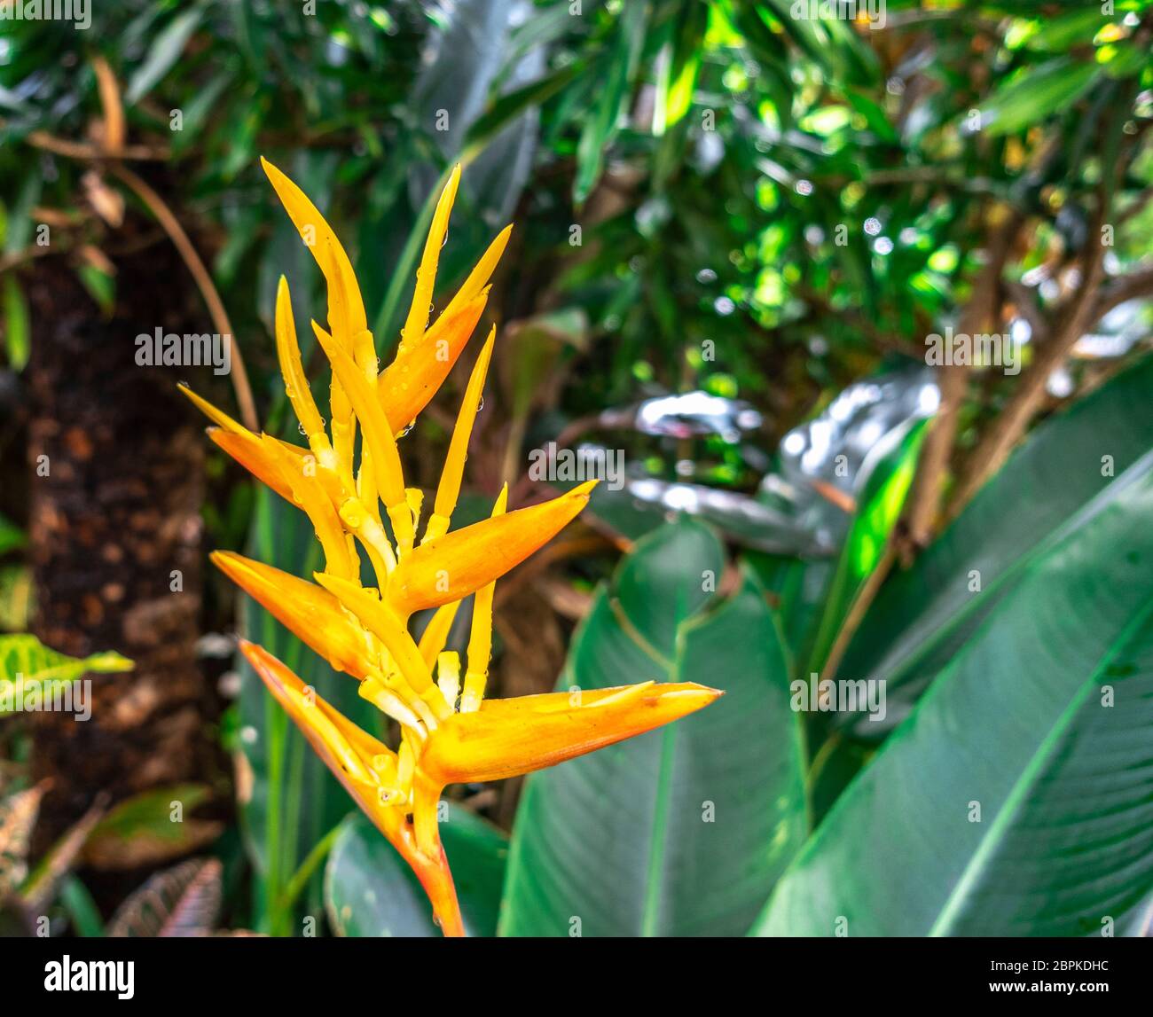 Nahsicht auf eine gelbe junge Heliconia tropische Blume (Heliconia densiflora). Indonesien, Bali, tropischer Regenwald. Stockfoto