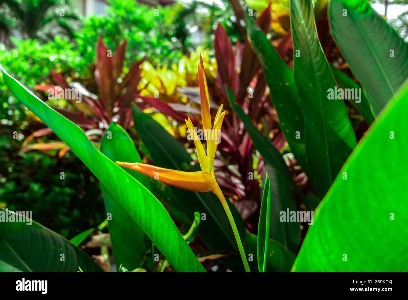 Nahsicht auf eine gelbe junge Heliconia tropische Blume (Heliconia densiflora). Indonesien, Bali, tropischer Regenwald. Stockfoto