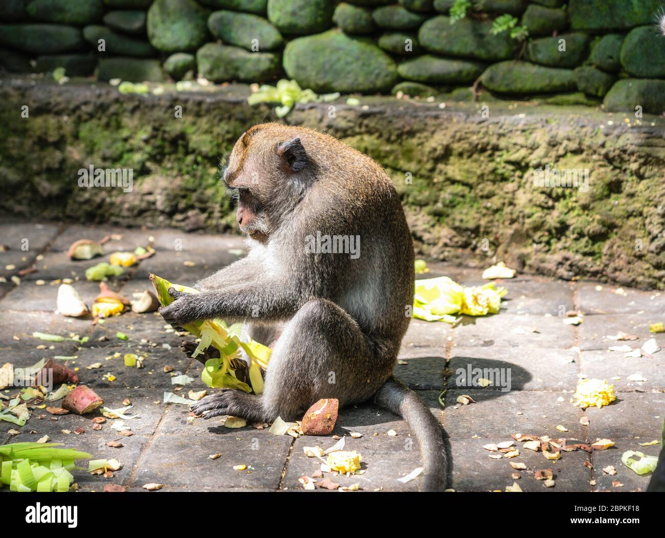 Nahaufnahme Foto von Affe macaca essen Mais (Mais) Stockfoto