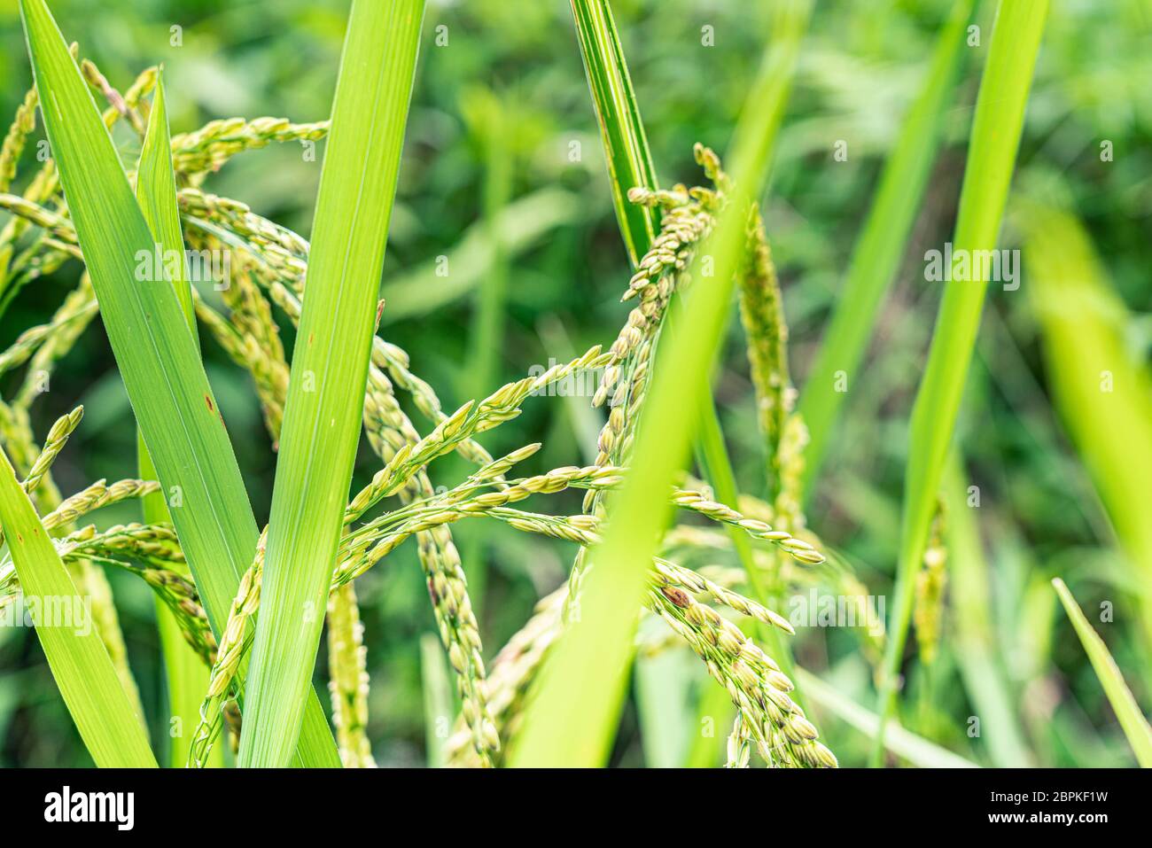 Blick aus der Nähe auf zerrissene Reissamen. Goldgelber Reis in einem nassen Reisfeld auf Bali Stockfoto