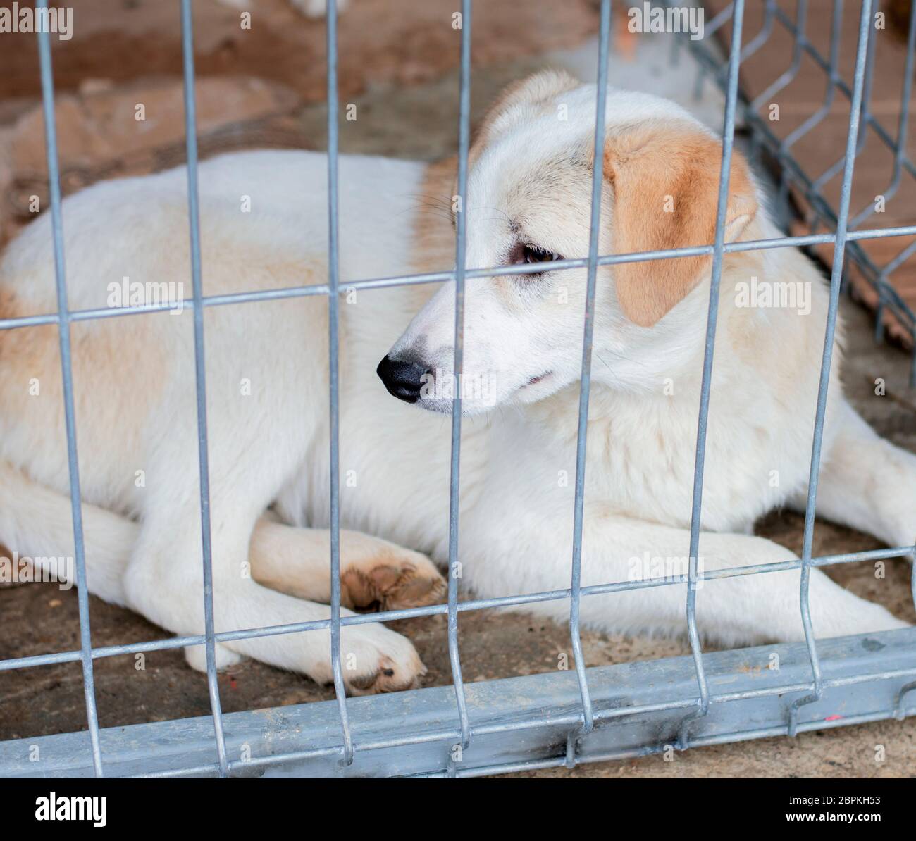 Weiß geretteten Hundes liegt im Tierheim Cage, das Thema der Liebe und der Barmherzigkeit, den Tierschutz, die Dog Rescue, ehrenamtliche Arbeit Stockfoto