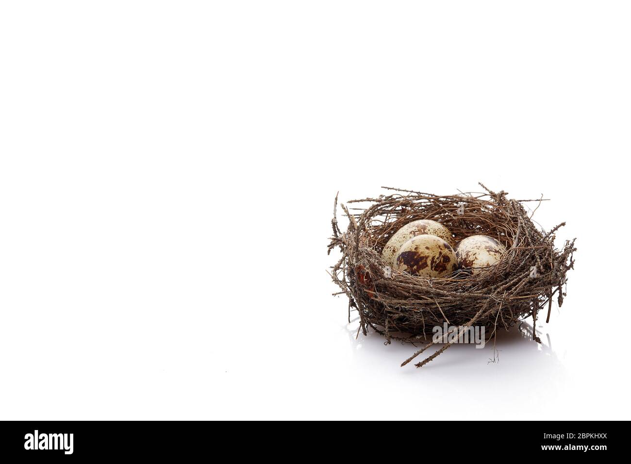 Wachteleier in ein echtes Nest auf weißem Hintergrund mit kopieren. Stockfoto