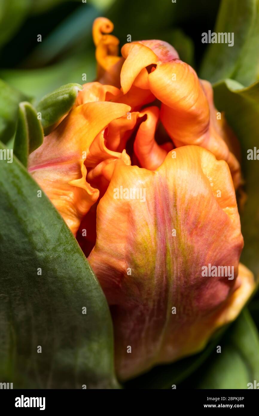 Blick in die Blüte einer gelb-orangen geflammten Papageientulpe Stockfoto