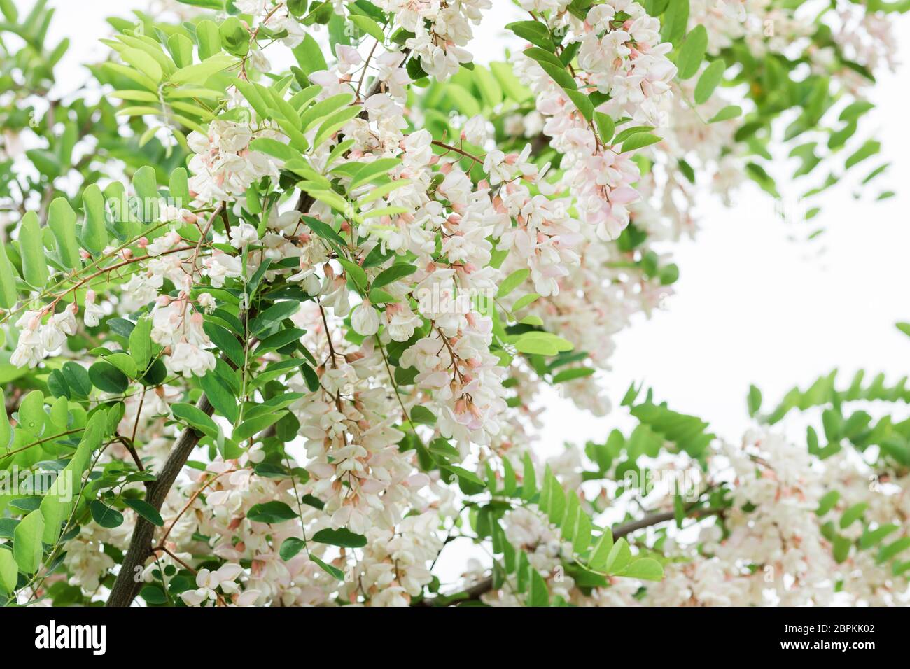 Akazienbaum blüht im Frühling Stockfoto