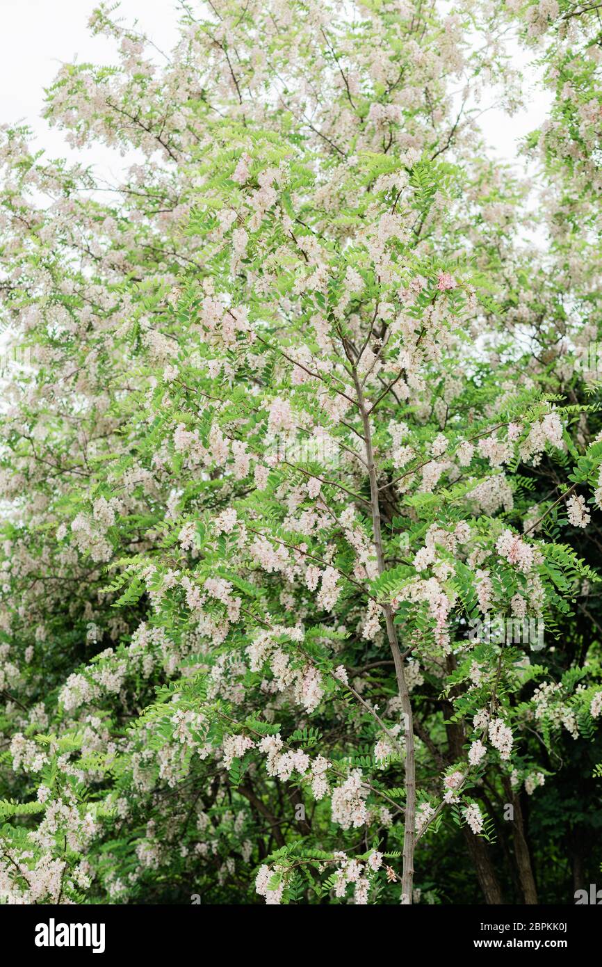Akazienbaum blüht im Frühling Stockfoto