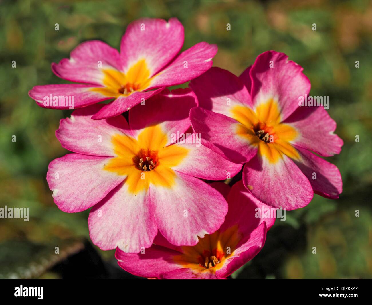 Nahaufnahme von schönen rosa und gelben Blüten einer Polyanthus primula Pflanze, Sorte Pink Champagne, in einem Garten Stockfoto