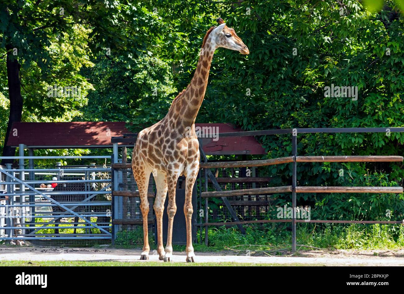 Eine einsame Giraffe steht an Ort und Stelle in den berühmten Moskauer Zoo. Stockfoto