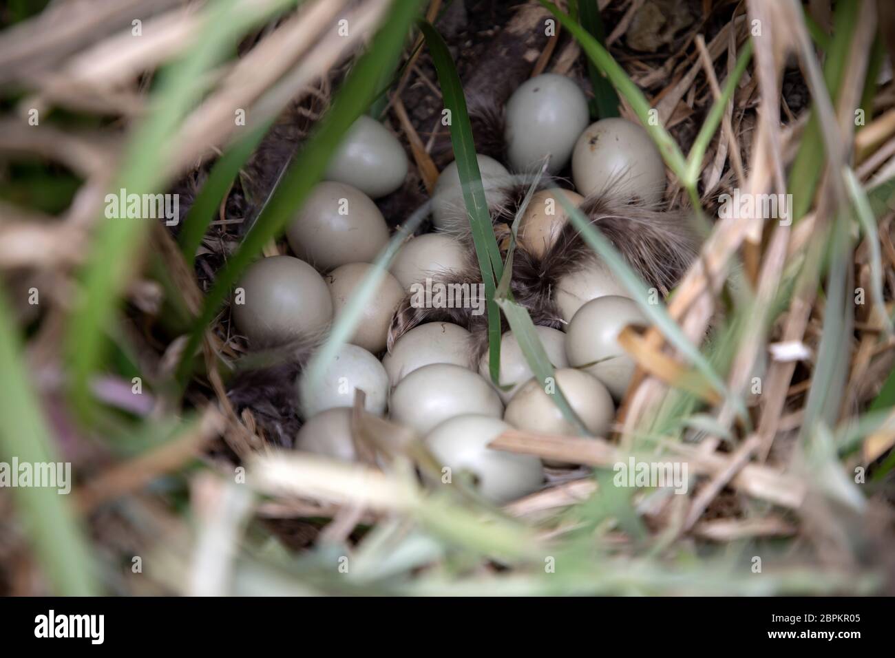 Fasanenart (Phasianus colchicus) mit Eiern, die in einem Busch versteckt sind Stockfoto