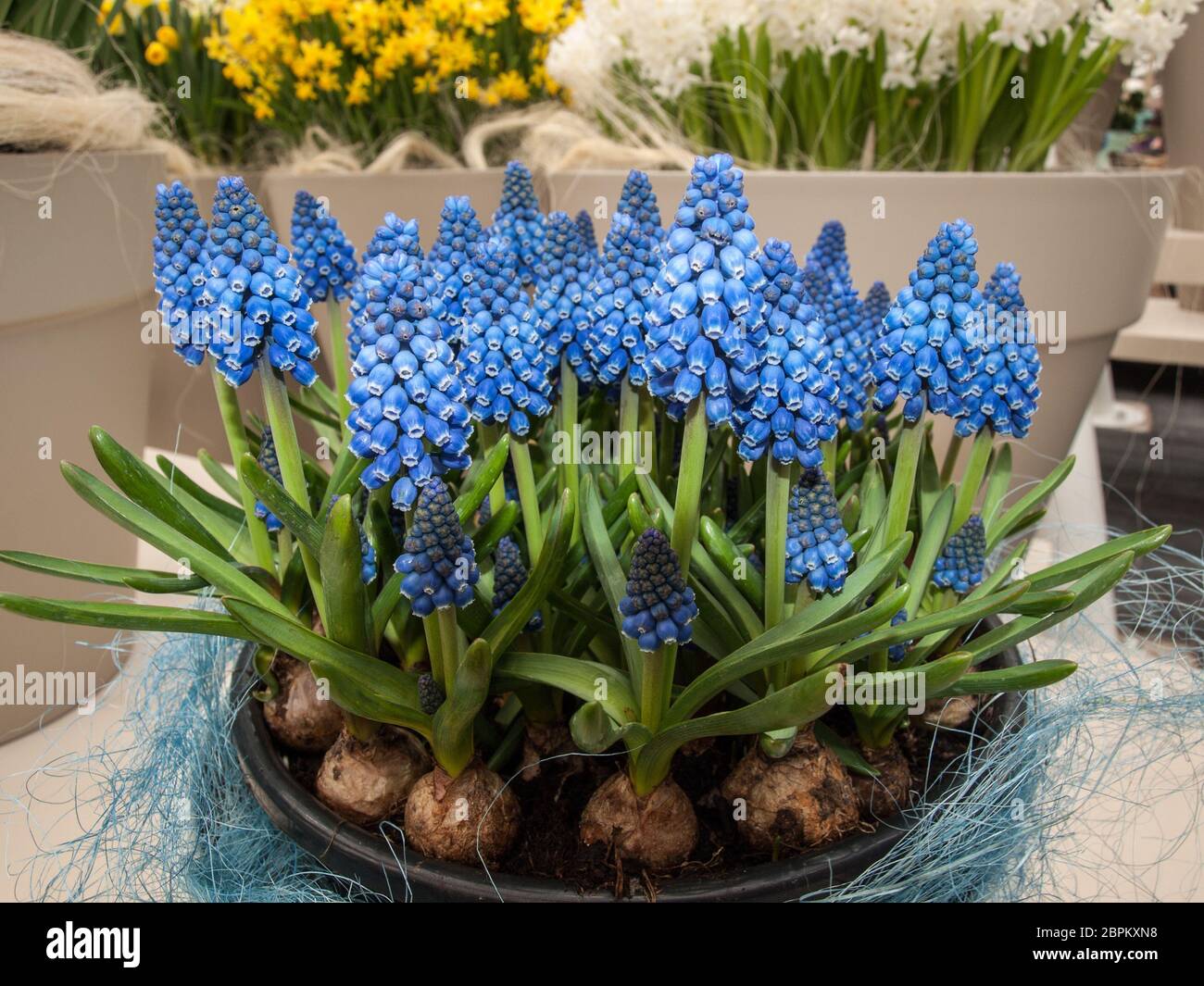 Blaue Traubenhyazinthen muscari armeniacum Blumen mit sichtbaren Glühlampen Stockfoto