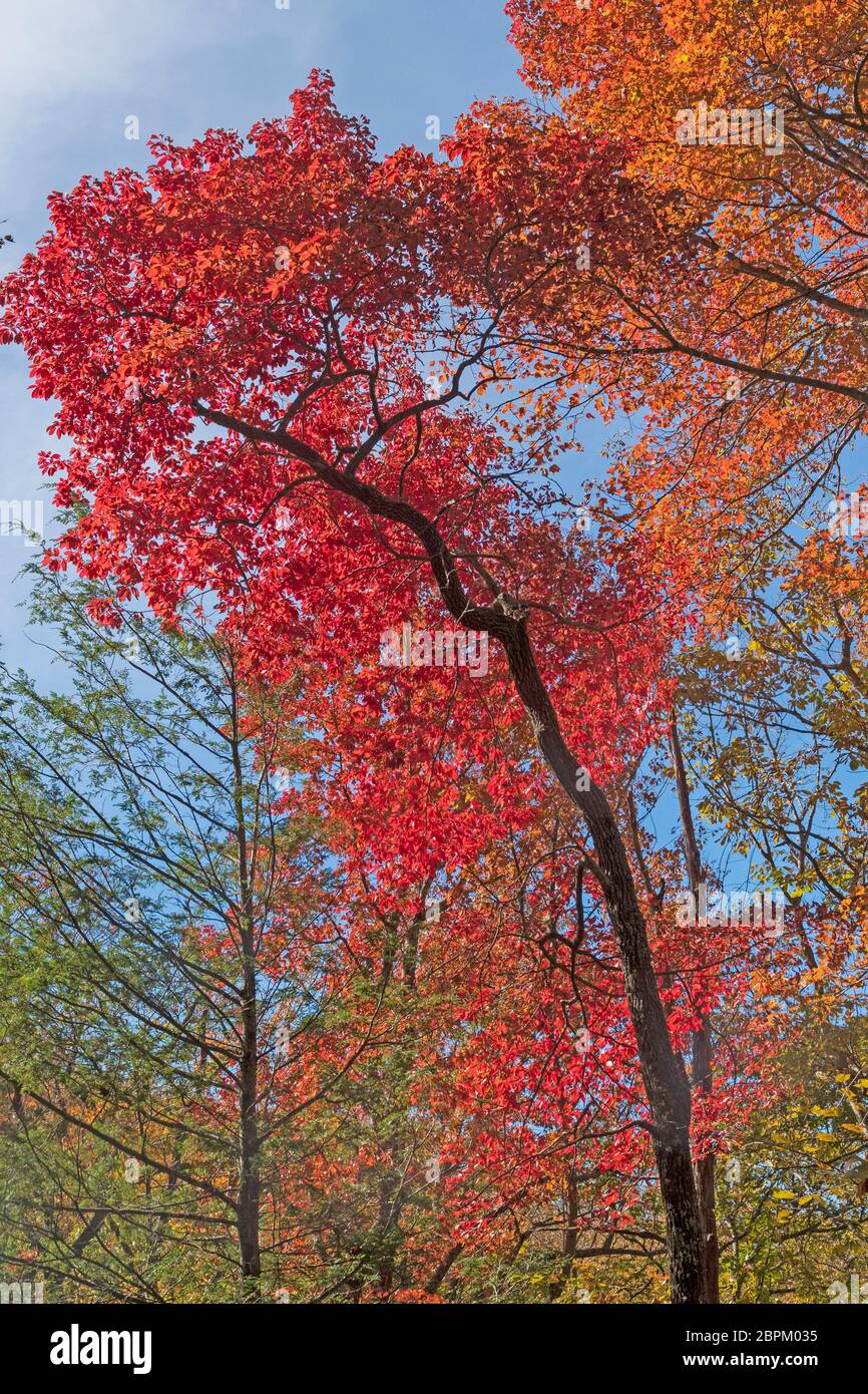 Intensive rote Blätter im Herbst im Pisgah National Forest in North Carolina Stockfoto