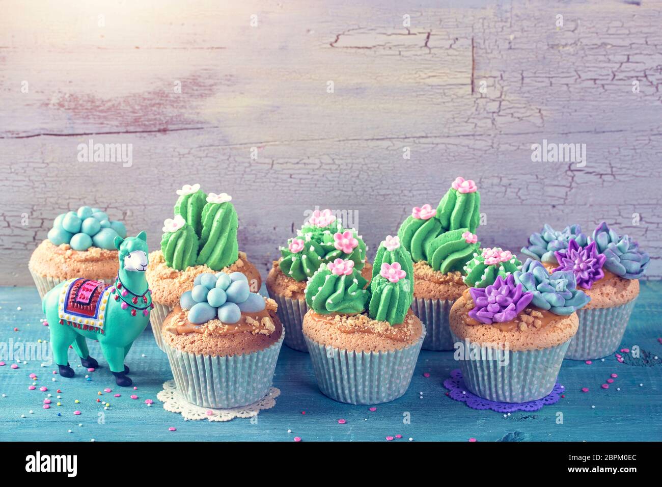 Birthday cake cactus -Fotos und -Bildmaterial in hoher Auflsung  Alamy