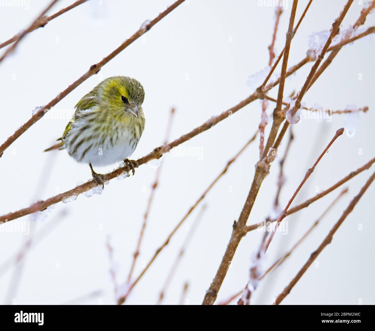 Weibliche eurasian siskin Vogel saß auf dem Ast eines verschneiten Baum Stockfoto
