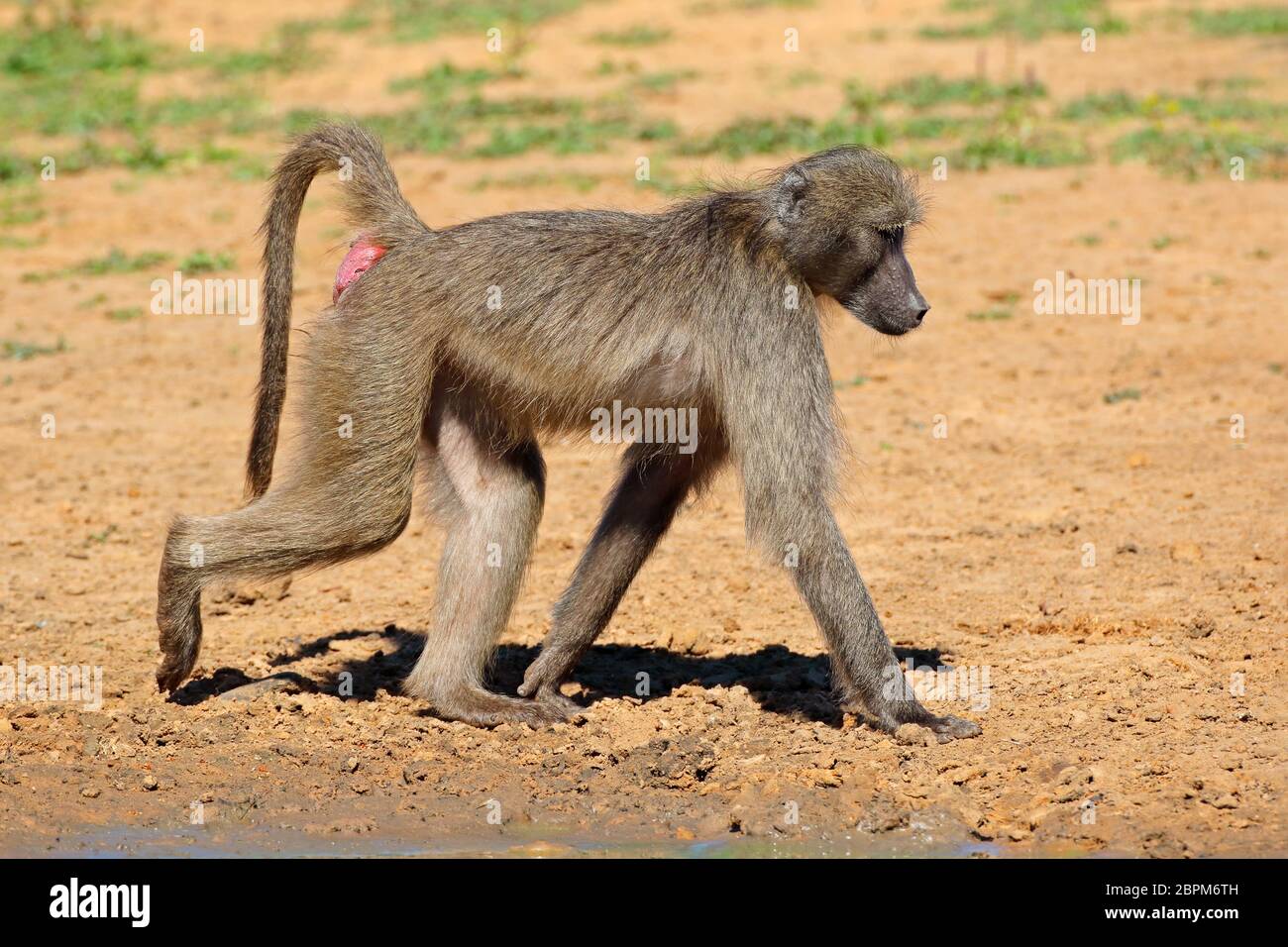 Chacma baboon (Papio ursinus) im natürlichen Lebensraum, Mkuze Game Reserve, Südafrika Stockfoto