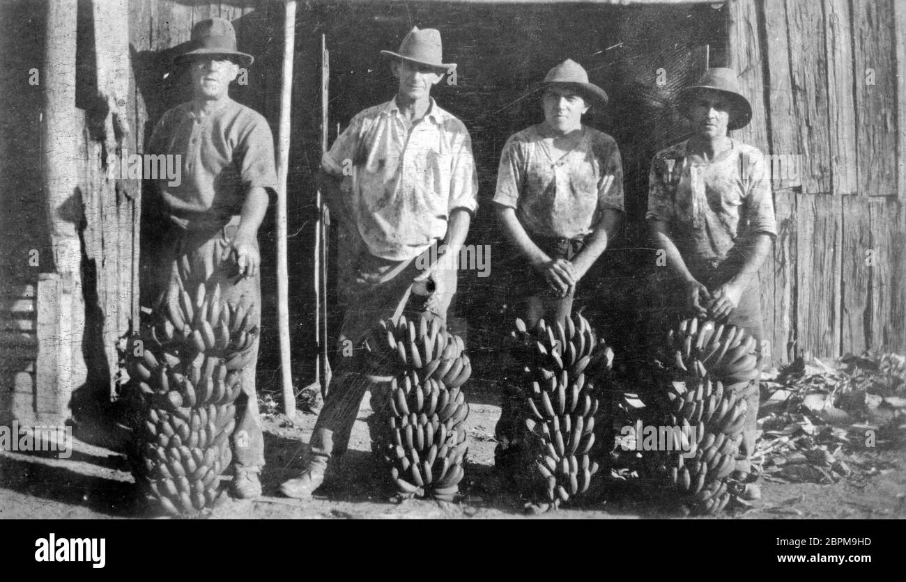 PINBARREN, AUSTRALIEN, UM 1931: Vier unbekannte Männer posieren mit Bananenbüschen bei der Bonney Brothers Banana Plantation in Pinbarren, Noosa Shire, Sunshine Coast in Queensland, Australien. Stockfoto